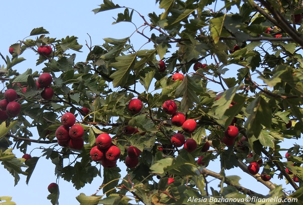 %d1%82%d1%83%d1%80-042