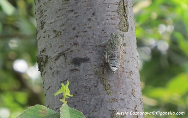 2015_07 Вэйхай 248