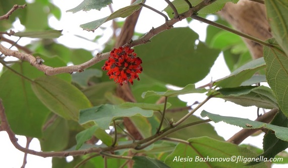 IMG_0572 - копия